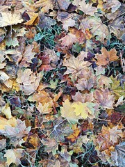Autumn leaves background - Autumn leaves on the ground