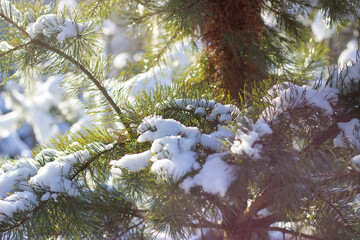 Winter forest, pine trees in the snow