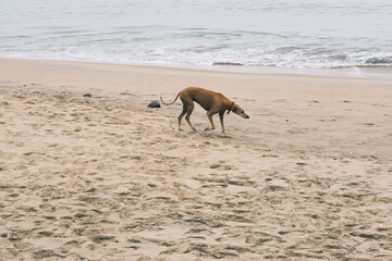 greyhound dog on the beach lifestyle