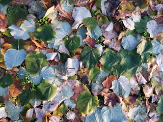 Autumn leaves background - Autumn leaves on the ground