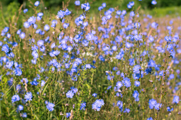 Blue chicory flowers on a green meadow on a summer morning. Background