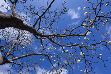 青空を背景にした白いモクレンの花	
