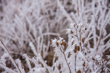 Winter pastel landscape foggy day. Frosty grasses in the park. White crystals of snow