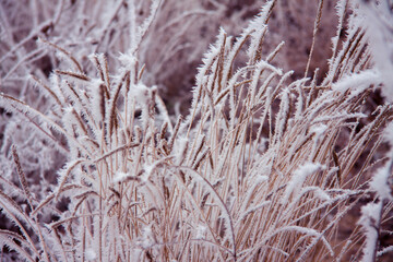 Winter pastel landscape foggy day. Frosty grasses in the park. White crystals of snow