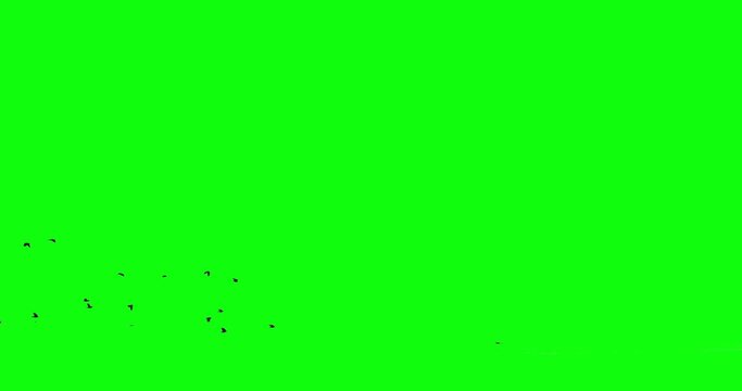 Black crows fly in the clear sky from right to left then disappear. Smooth unhurried flight of blackbirds over the horizon Chromakey isolated footage. Black ravens appearing