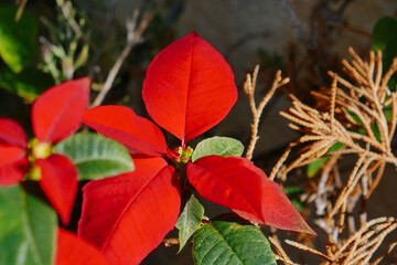 Christmas red flower turn red from green in autumn