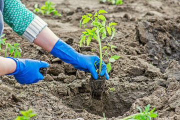 Woman planting a tomato seedling in the vegetable garden. Planting a tomato seedlings in the soil