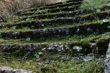 Stone stairs found in a forest covered with grass and moss