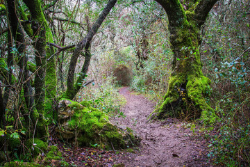 Forest trail woth beautiful trees covered with green moss. Forest trails at the village of Beselgas, Serra de Aire, Portugal