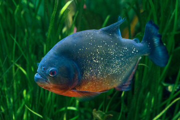 piranha looking for prey