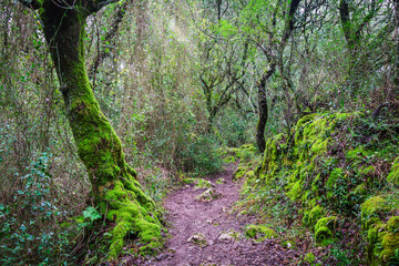 Forest trail woth beautiful trees covered with green moss. Forest trails at the village of Beselgas, Serra de Aire, Portugal