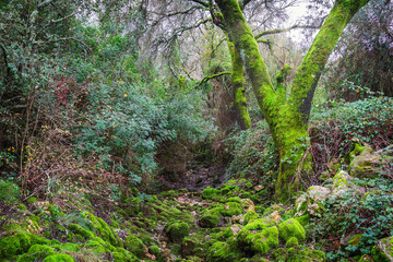 Beautiful tree covered with green moss in the trails of the village of Beselgas, Serra de Aire, Portugal