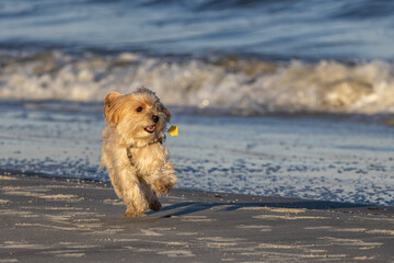 beach dog