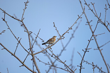 Bird stay on the branch. Birds watching in the garden. European nature during autumn. 