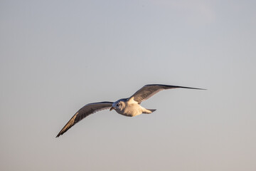 soaring gull