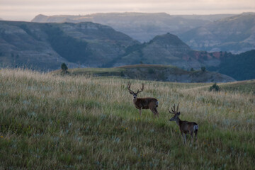 Mule deer bucks at dawn in the North Unit of the Theodore Roosevelt National Park - obrazy, fototapety, plakaty