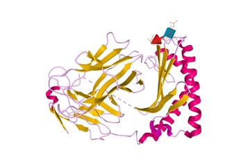 Obraz na płótnie Canvas Structure of human CD1e, 3D cartoon model isolated, white background