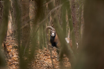 Mouflon stands in the forest. Adult mouflon is alert in the forest. Wintertime in the European forest.   