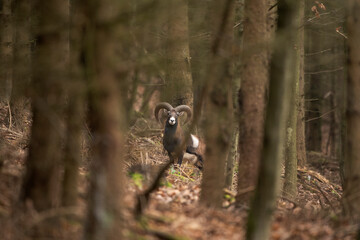 Mouflon stands in the forest. Adult mouflon is alert in the forest. Wintertime in the European forest.   