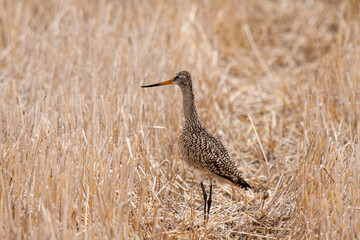 Marbled godwit in a stubble field