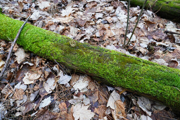 green moss on a log