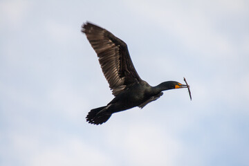 Cormorant carrying nesting material in his beak