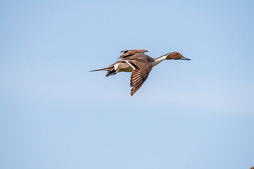 Northern pintail in flight