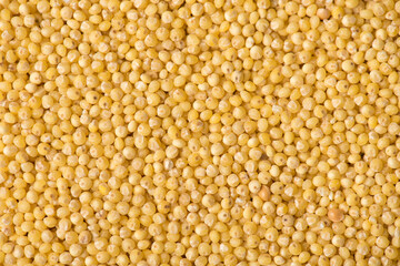 Closeup above view photo of yellow dry millet detailed texture background