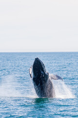 Humpback whale breaching