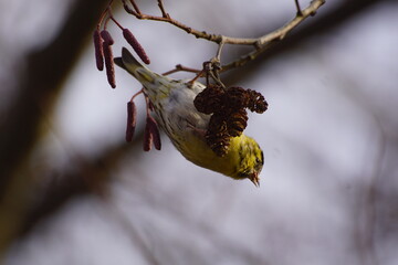 Czyż ,ptak czyż ,ptak na drzewie ,jedzący ptak ,ptaki jesienią ,kolorowy ptak © LBanacki