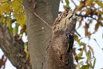 japanese pigmy woodpecker on the tree