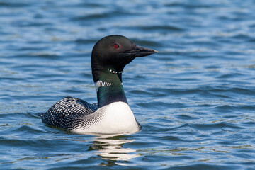 Common loon on an Alaskan pond