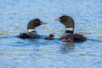 Common loon pair with young on an Alaskan pond © DeVane
