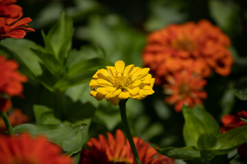 Orange and  yellow zinnia flowers growing in a flower bed. Eye catches garden background.
Positive vibes and emotions.