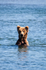 Young brown bear in the Brook River