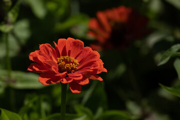 Selective focus on zinnia flowers against blurred background. Eye catches garden background.
Positive vibes and emotions.