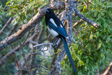 Magpie in tree