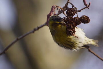 Czyż ,ptak czyż ,ptak na drzewie ,jedzący ptak ,ptaki jesienią ,kolorowy ptak © LBanacki