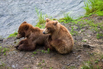 Brown Bear cubs