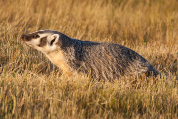 American badger in a grassy field