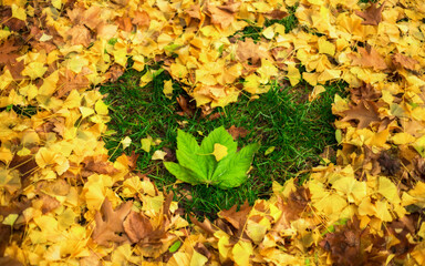 autumn leaves on the ground