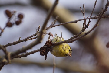 Czyż ,ptak czyż ,ptak na drzewie ,jedzący ptak ,ptaki jesienią ,kolorowy ptak © LBanacki
