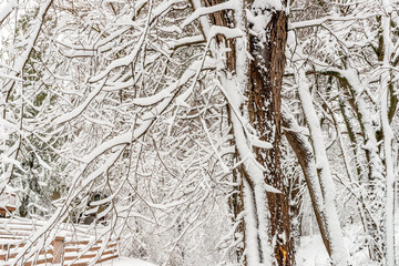 Fresh snow on trees