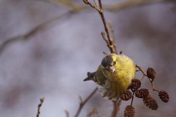 Czyż ,ptak czyż ,ptak na drzewie ,jedzący ptak ,ptaki jesienią ,kolorowy ptak © LBanacki