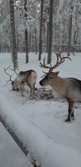 deer in winter