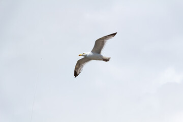 Flying seagull in its element