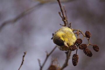 Czyż ,ptak czyż ,ptak na drzewie ,jedzący ptak ,ptaki jesienią ,kolorowy ptak © LBanacki