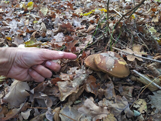 man collecting mushroom