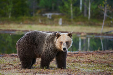 Wild brown bear in the finnish taiga