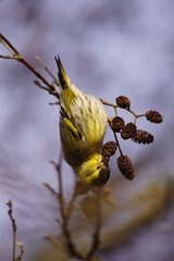 Czyż ,ptak czyż , dziki ptak ,ptak na gałęzi ,kolorowy ptak  © LBanacki